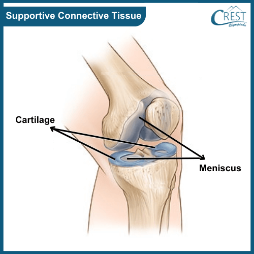 Diagram of Supportive Connective Tissue - Science Grade 9