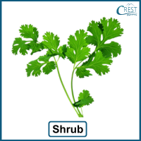 coriander-leaf