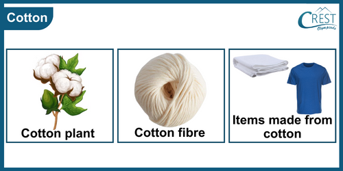 Uses of Cotton - Science Grade 6