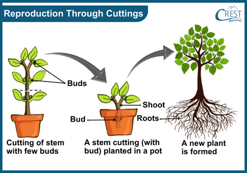 Reproduction through cuttings
