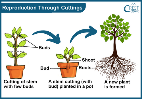 Labelled Diagram of Reproduction through Cutting - Science Grade 7