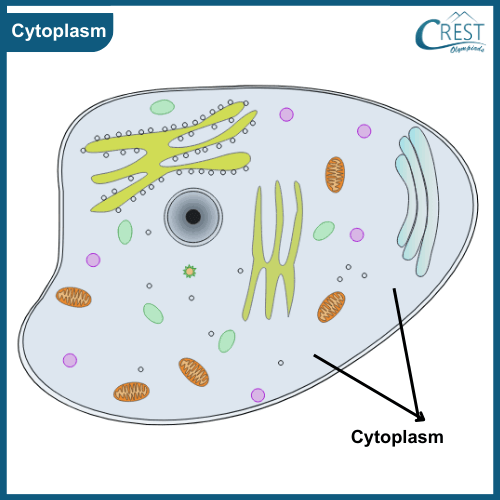 Diagram of Cytoplasm - Definition and Characterstics
