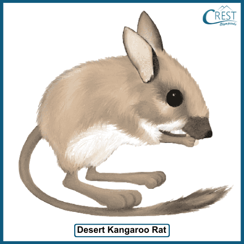 Desert Kangaroo Rat - Terrestrial animal