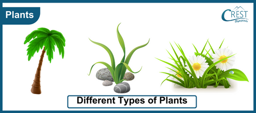 Different Types of Plants - CREST Olympiads