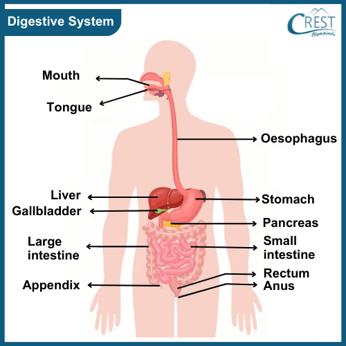 Labelled Diagram of Digestive System - CREST Olympiads