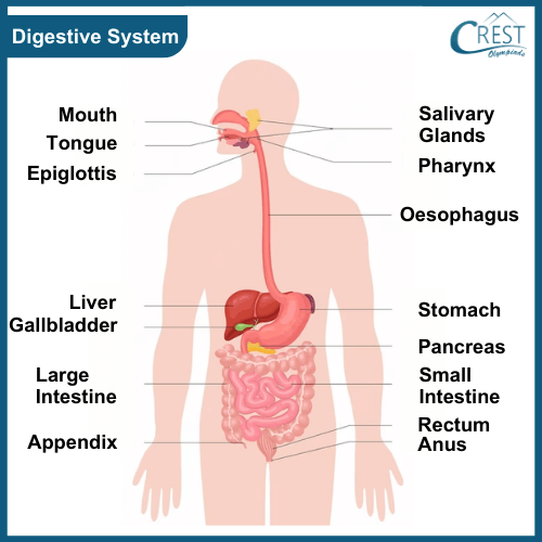 Diagram of Digestive System