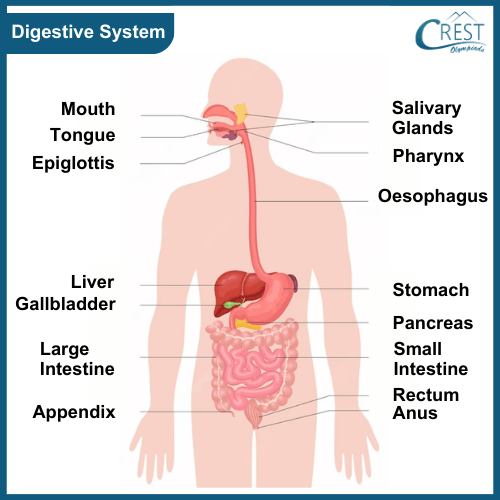 Diagram of Human Digestive System - Labelled Parts
