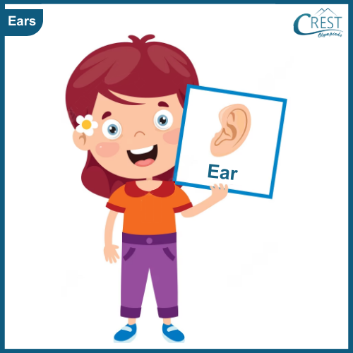 Ears - My Body Parts for Class KG