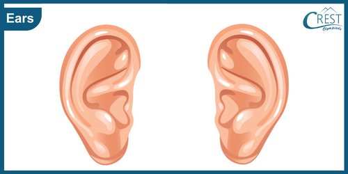 Ears of Human - Science Grade 5
