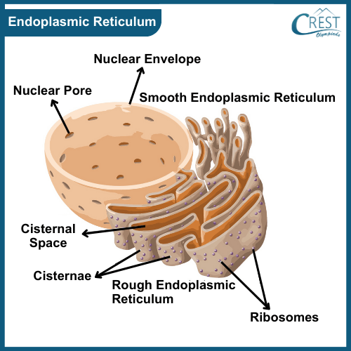 Labelled Diagram of Endoplasmic Reticulum - Definition, Types and Function