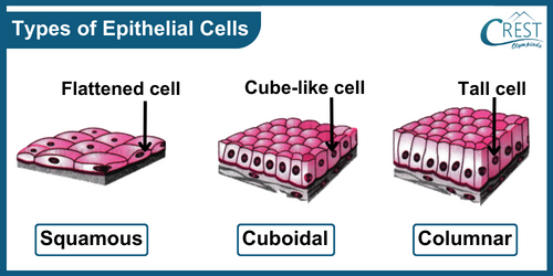 Types of Epithelial Cells (Based on Shapes) - Definition, Function etc