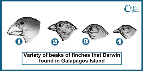 Different Types of beaks of finches: Darwin found in Galapagos Island - CREST Olympiads