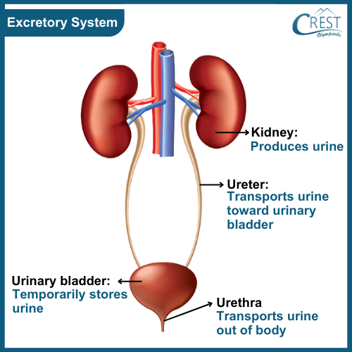 excretory-system10