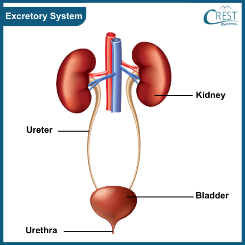 Diagram of Excretory System of Human Body