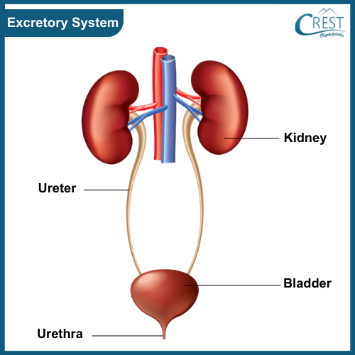 Excretory System of Human Body for Class 5
