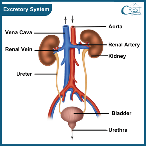 Labelled Diagram of Excretory System of Human Body