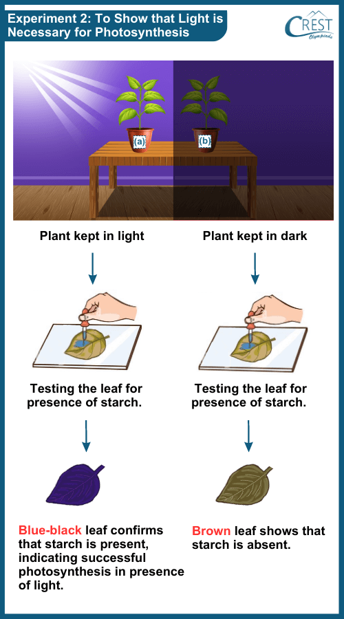 Photosynthesis - Light is necessary for Photosynthesis