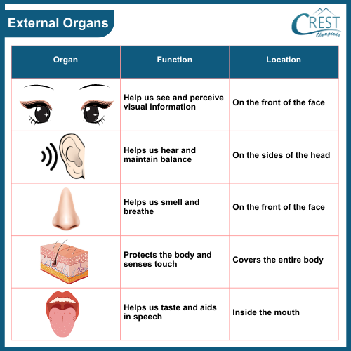 A chart of sense organs and their functions