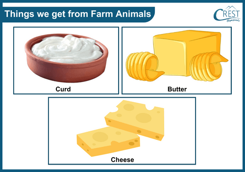Farm animals products