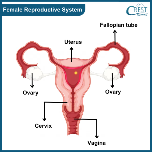Labelled Diagram of Female Reproductive System - CREST Olympiads
