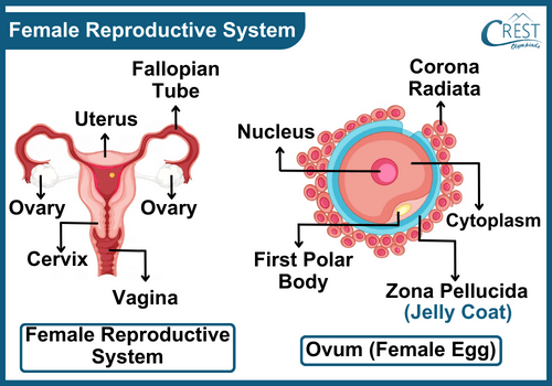 Labelled Diagram of Female Reproductive System of Human - Science Grade 8