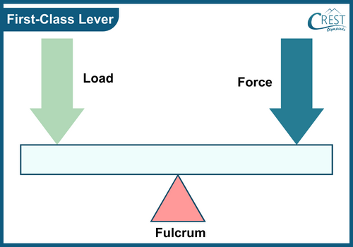 Examples of First class lever