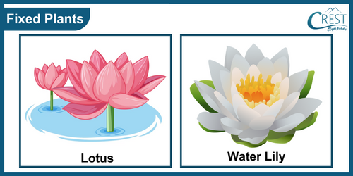 Examples of fixed water plants