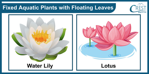 Examples of fixed plants