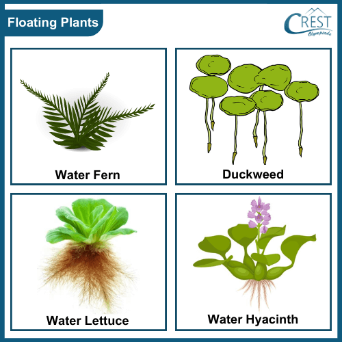 Examples of water plants