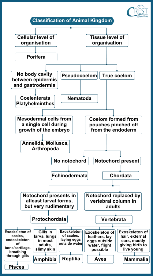 Chart of Classification of Animal Kingdom - CREST Olympiads