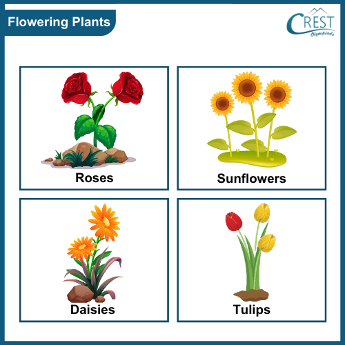 Examples of Flowering Plants