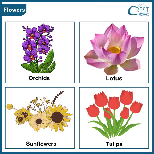 Different flowers of plants