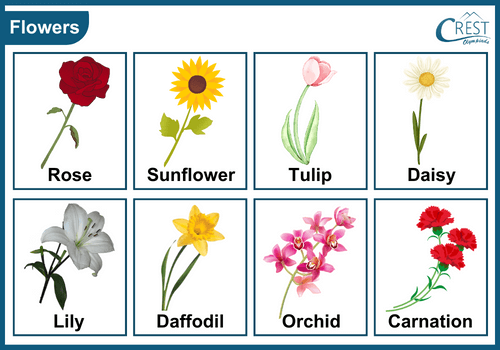 Different Types of Flowers - CREST Olympiads