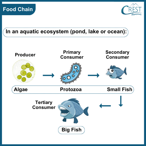 Food Chain: In Aquatic Ecosystem - CREST Olympiads