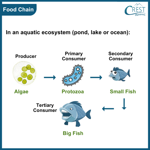 Food Chain: In Aquatic Ecosystem - CREST Olympiads