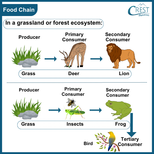 Food Chain: In Forest Ecosystem - CREST Olympiads