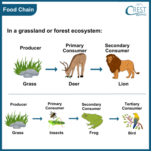 Food Chain: In Forest Ecosystem - CREST Olympiads