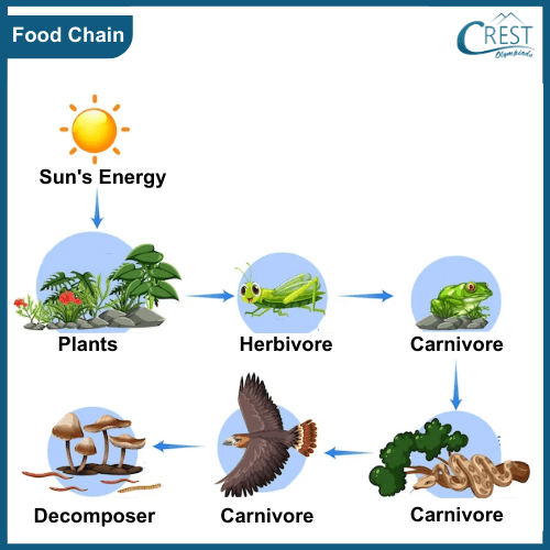 Class 3-Examples of Food Chain