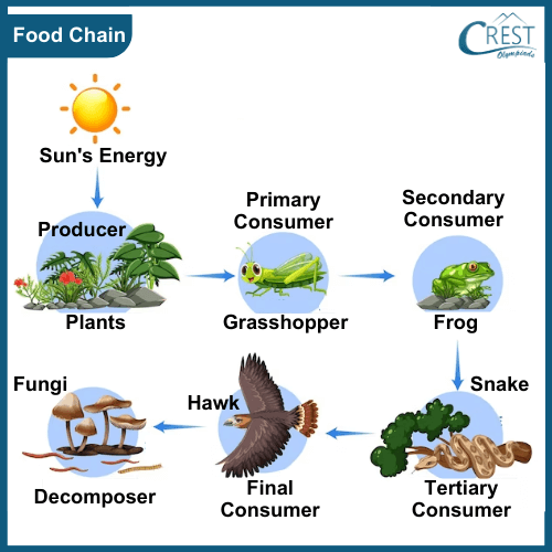 Food Chain for grade 5