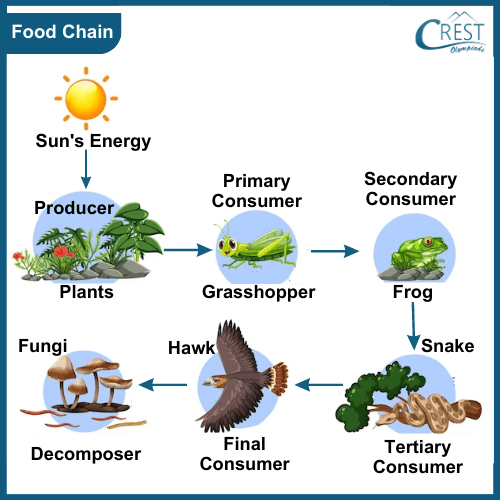Labelled Diagram of Food Chain - Science Grade 7