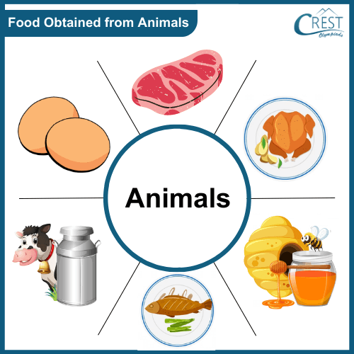 Types of food obtained from animals