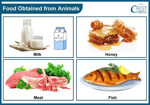 Class 3-Foods obtained from animals
