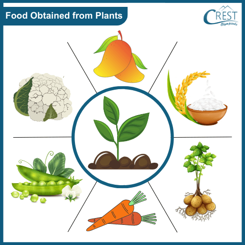 Types of food obtained from plants