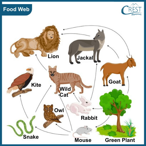 Class 3-Example of Food Web