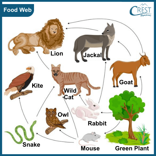 Labelled Diagram of Food Web - Science Grade 7