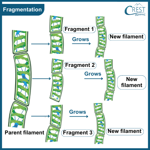 Modes of Asexual Reproduction: Fragmentation - CREST Olympiads