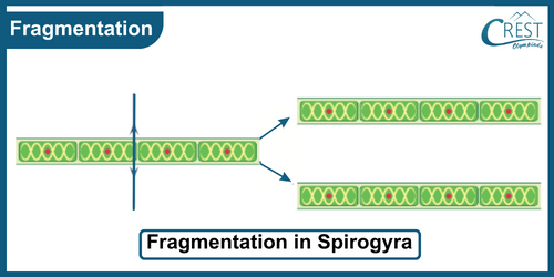 Fragmentation: Definition, Diagram, Examples and its Process