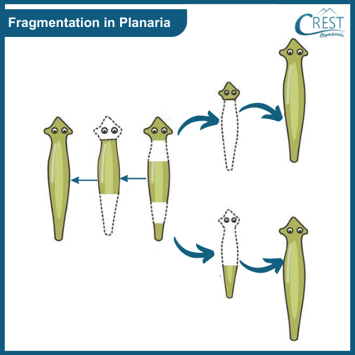 Fragmentation in Planaria - Methods of Asexual Reproduction