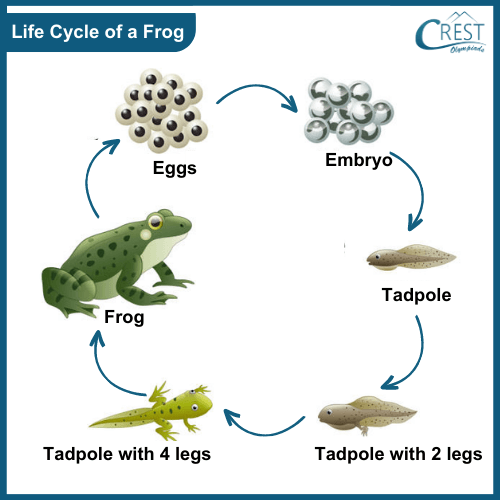 Life Cycle of a Frog - Science Grade 8