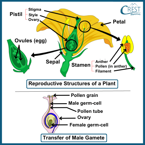 Labelled Diagram of Fruit Formation - CREST OLympiads